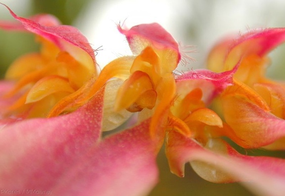 Bulbophyllum-sp-1b