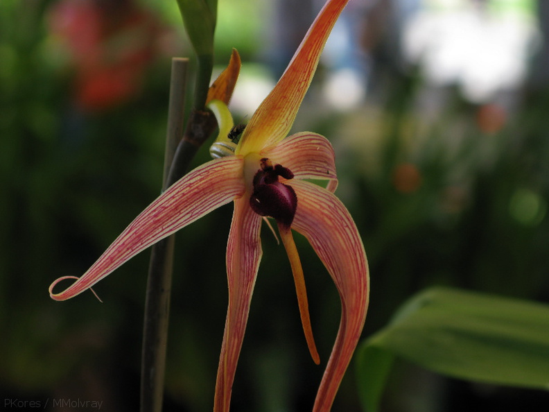 Bulbophyllum-sp-2008-07-12-img 0074
