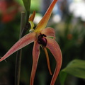 Bulbophyllum-sp-2008-07-12-img 0074