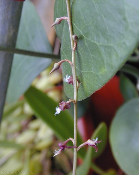 Bulbophyllum-sp-Gabon-3.jpg