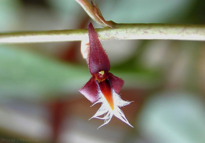 Bulbophyllum-sp-Gabon-4.jpg