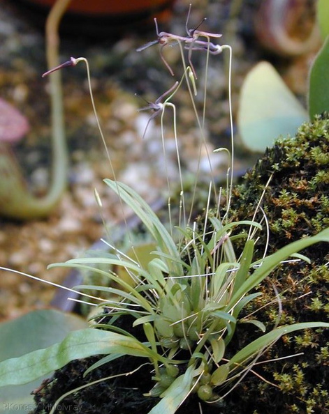 Bulbophyllum-sp-Polyblepharum-2.jpg