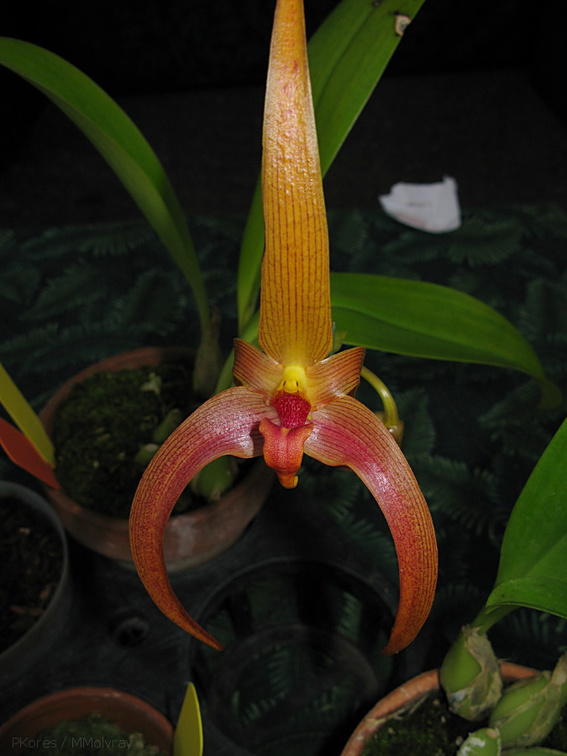 Bulbophyllum-sp-sbof-2008-07-12-img 0117