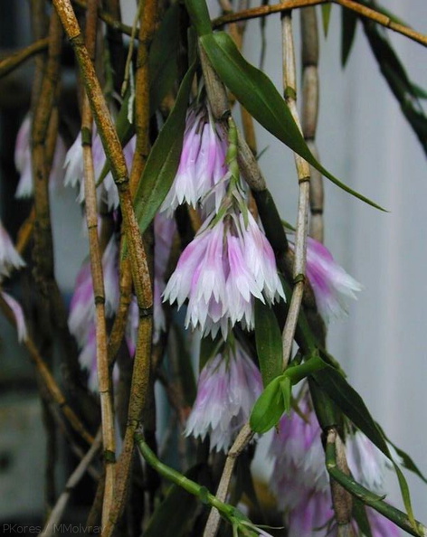 Dendrobium-sp.jpg