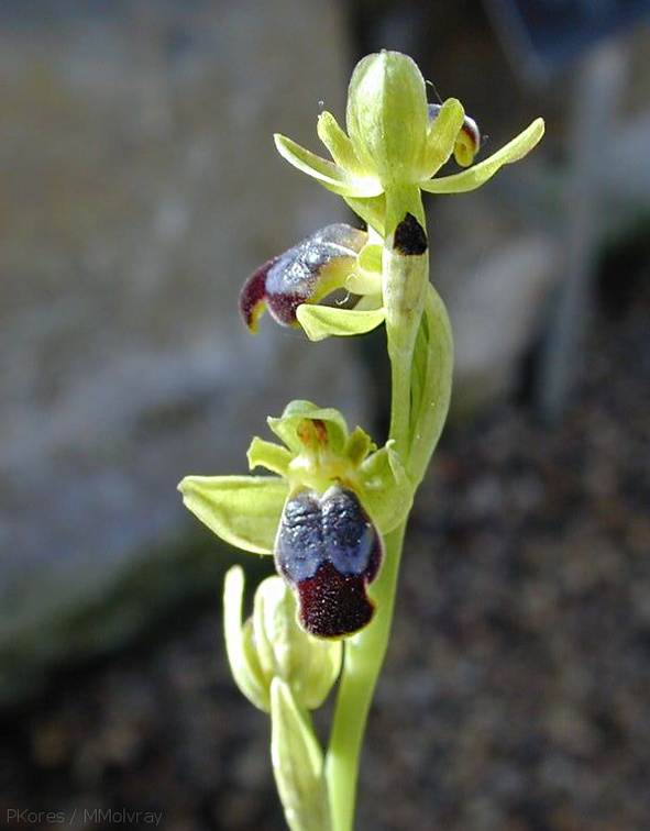 Ophrys-fusca