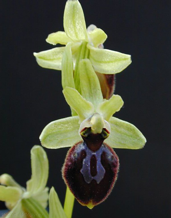 Ophrys-sphegodes