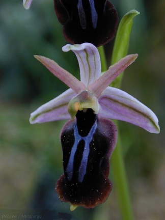 Ophrys-spruneri-2