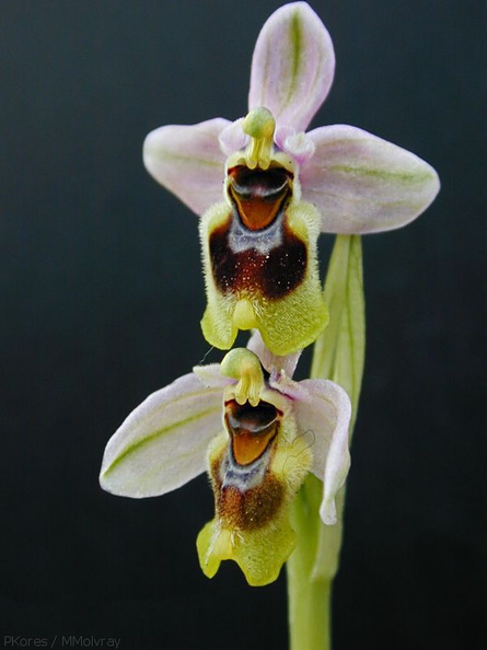 Ophrys-tenthredinifera.jpg
