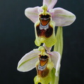 Ophrys-tenthredinifera