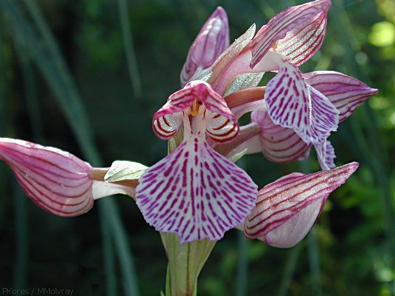 Orchis-papilionacea-2.jpg