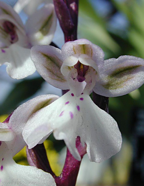 Orchis-patens-x-anatolica-2.jpg