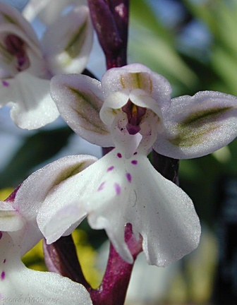 Orchis-patens-x-anatolica-2