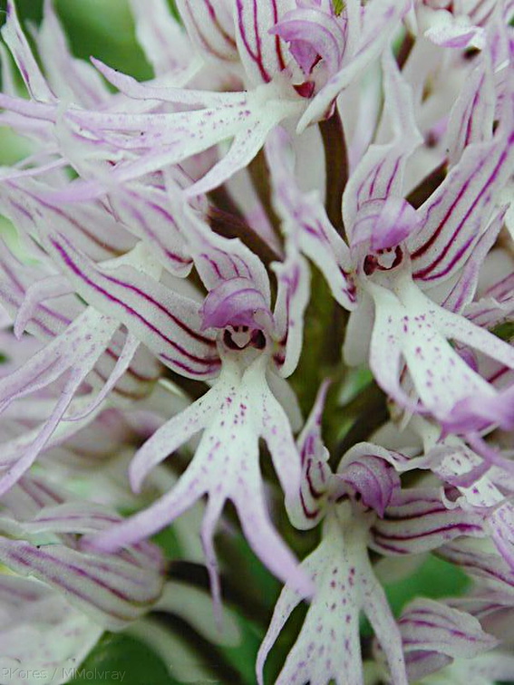 Orchis-sp-kew1