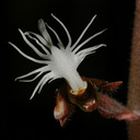 Anoectochilus-geniculatus-sboe-2008-07-12-img 7442