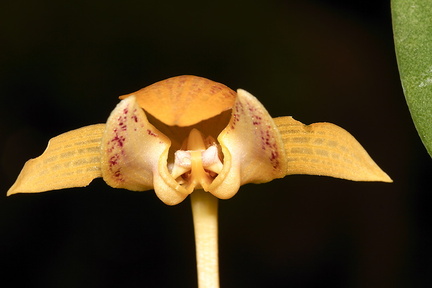 Bulbophyllum-dearei-Borneo-SBOE-2012-07-29-IMG 6310