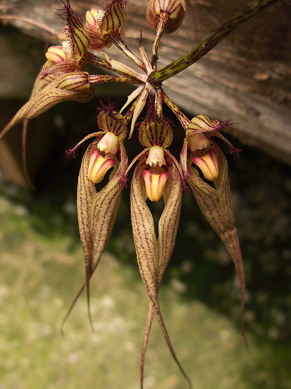 Bulbophyllum-longissimum-SBOE-2012-07-29-IMG 2327