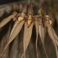 Bulbophyllum-longissimum-SBOE-2012-07-29-IMG_6304.jpg