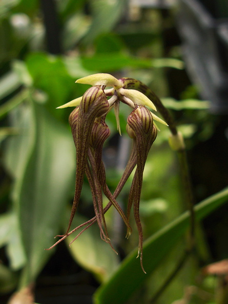 Bulbophyllum-longissimum-in-bud-SBOE-2012-07-29-IMG 2352