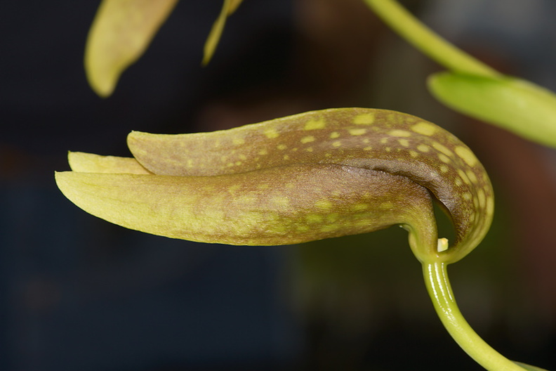 Bulbophyllum-sp-SBOE-2012-11-03-IMG_6798.jpg