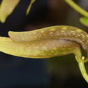 Bulbophyllum-sp-SBOE-2012-11-03-IMG 6798