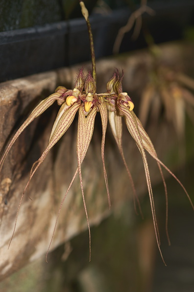Bulbophyllum-sp-longissimum-SBOE-2012-07-29-IMG 6305