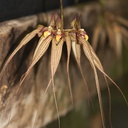 Bulbophyllum-sp-longissimum-SBOE-2012-07-29-IMG 6305