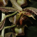 Catasetum-fimbriatum-x-macrocarpum-SBShow-2009-07-11-IMG 3162