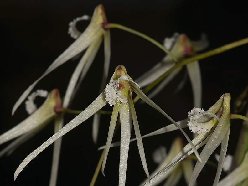 Dendrobium-cristatum-SBOE-2012-07-29-IMG_6298.jpg
