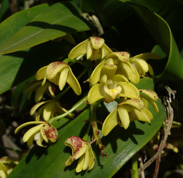 Dendrobium-gracilicaule-Eastern-Australia-SBOE-2009-03-22-IMG 2485