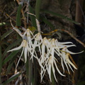 Dendrobium-linguiforme-x-teretifolium-SBOE-2015-07-12-IMG_5157.jpg