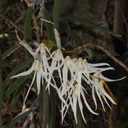 Dendrobium-linguiforme-x-teretifolium-SBOE-2015-07-12-IMG 5157