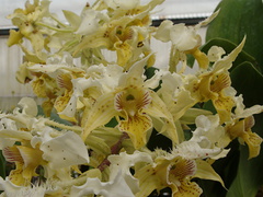 Dendrobium-polysema-var.pallida-SBOE-2009-03-22-IMG 2499
