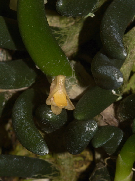 Dendrobium-prenticei-SBOE-2012-07-29-IMG_6316.jpg