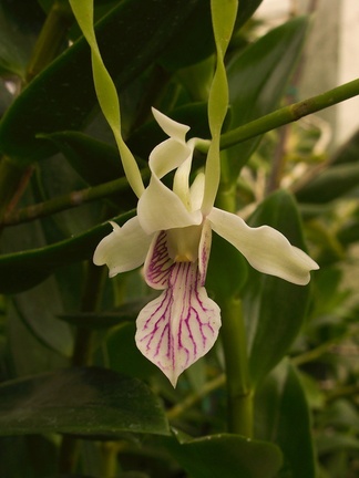 Dendrobium-samarai-antennatum-type-PapuaNG-SBOE-2012-11-03-IMG 2864