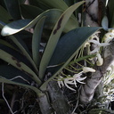 Dendrobium-speciosum-SBShow-2009-07-11-IMG 3227