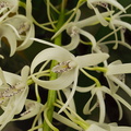 Dendrobium-speciosum-sboe-2011-03-12-IMG 7219