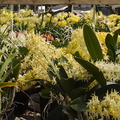 Dendrobiums-flowering-in-mass-SBOE-2015-03-14-IMG_4493.jpg