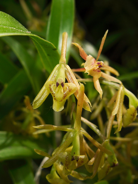 Epidendrum-propinquum-sboe-2011-03-12-IMG 7178