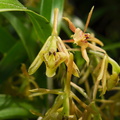 Epidendrum-propinquum-sboe-2011-03-12-IMG 7178