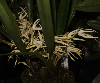 Maxillaria-ochroleuca-Brazil-SBShow-2009-07-11-IMG 3129
