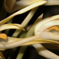 Maxillaria-ochroleuca-Brazil-SBShow-2009-07-11-IMG_3134.jpg
