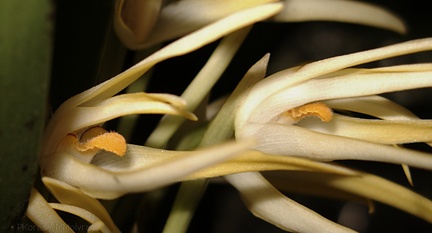 Maxillaria-ochroleuca-Brazil-SBShow-2009-07-11-IMG 3134