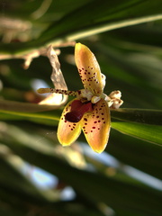 Myoxanthus-punctatus-Brazil-SBOE-2009-03-22-IMG 2461