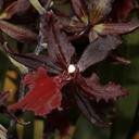 Odontoglossum-bictoniense-x-Oncidium-cariniferum-dark-red-SBShow-2009-07-11-IMG 3147