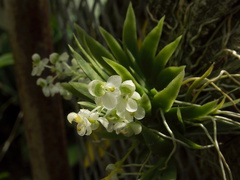Ornithocephalus-iridifolium-sboe-2011-03-12-IMG 7193
