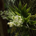 Ornithocephalus-iridifolium-sboe-2011-03-12-IMG 7193