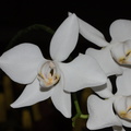 Phalaenopsis-intermedia-Philippines-SBOE-2014-11-02-IMG_0234.jpg
