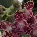 Phalaenopsis-sp-gigantea-SBOE-2014-11-02-IMG_4173.jpg