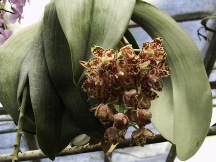 Phalaenopsis-sp-gigantea-huge-leaves-SBOE-2010-03-14-IMG 3969