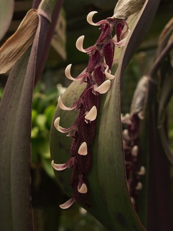 Pleurothallis-strupifolia-Brazil-SBOE-2012-07-29-IMG 2345